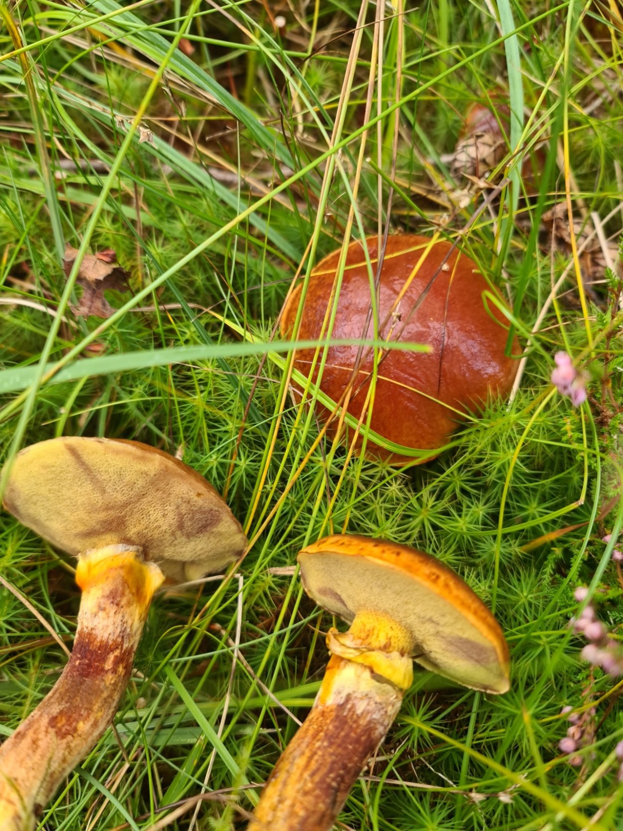 Гриб Боровик маслята белый гриб