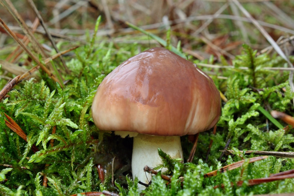 Suillus salmonicolor