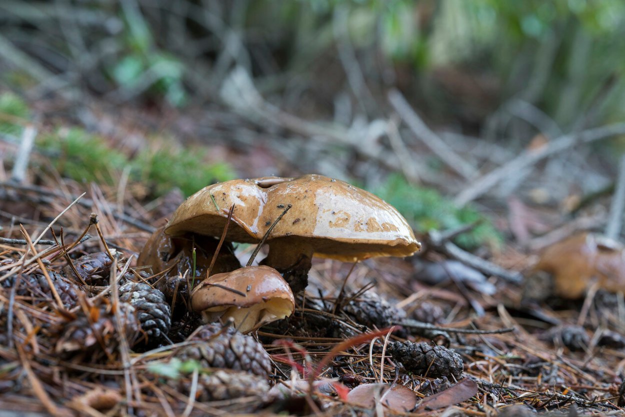 Маслята сопливые