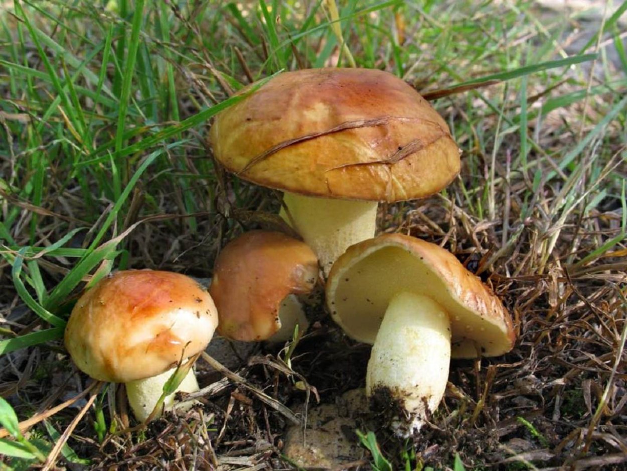 Масленок зернистый летний Suillus granulatus