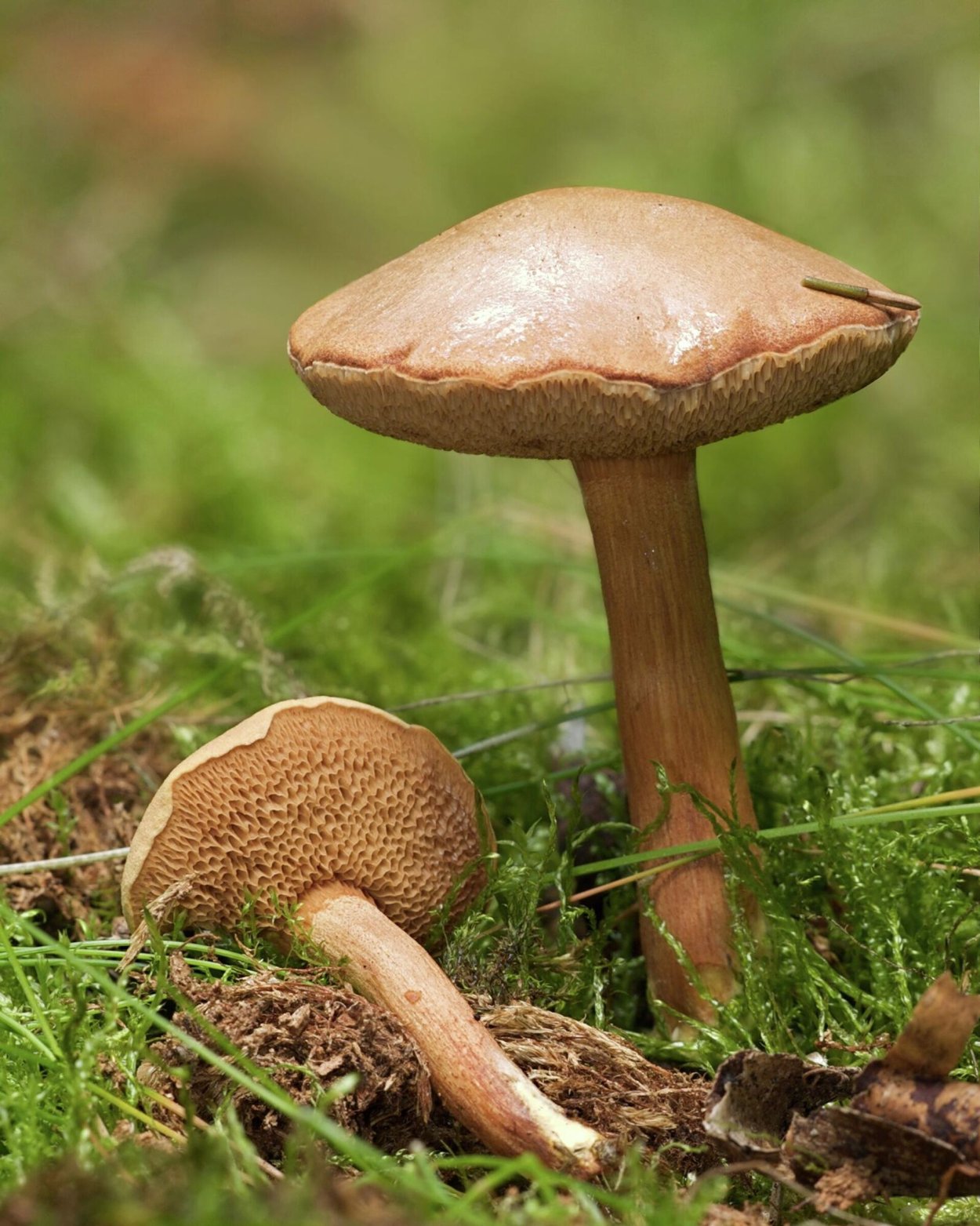 Моховик перечный гриб