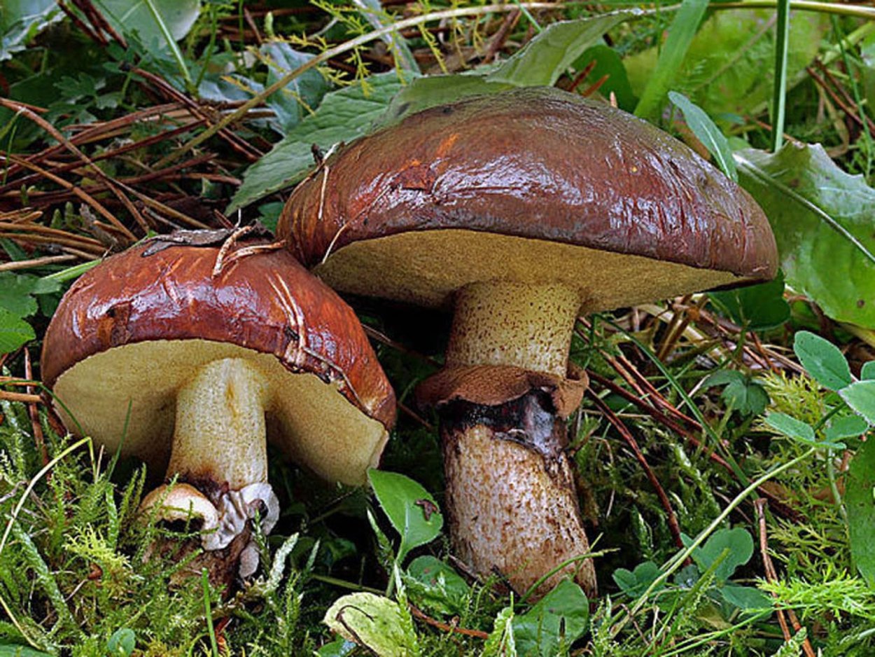 Масленок Suillus luteus