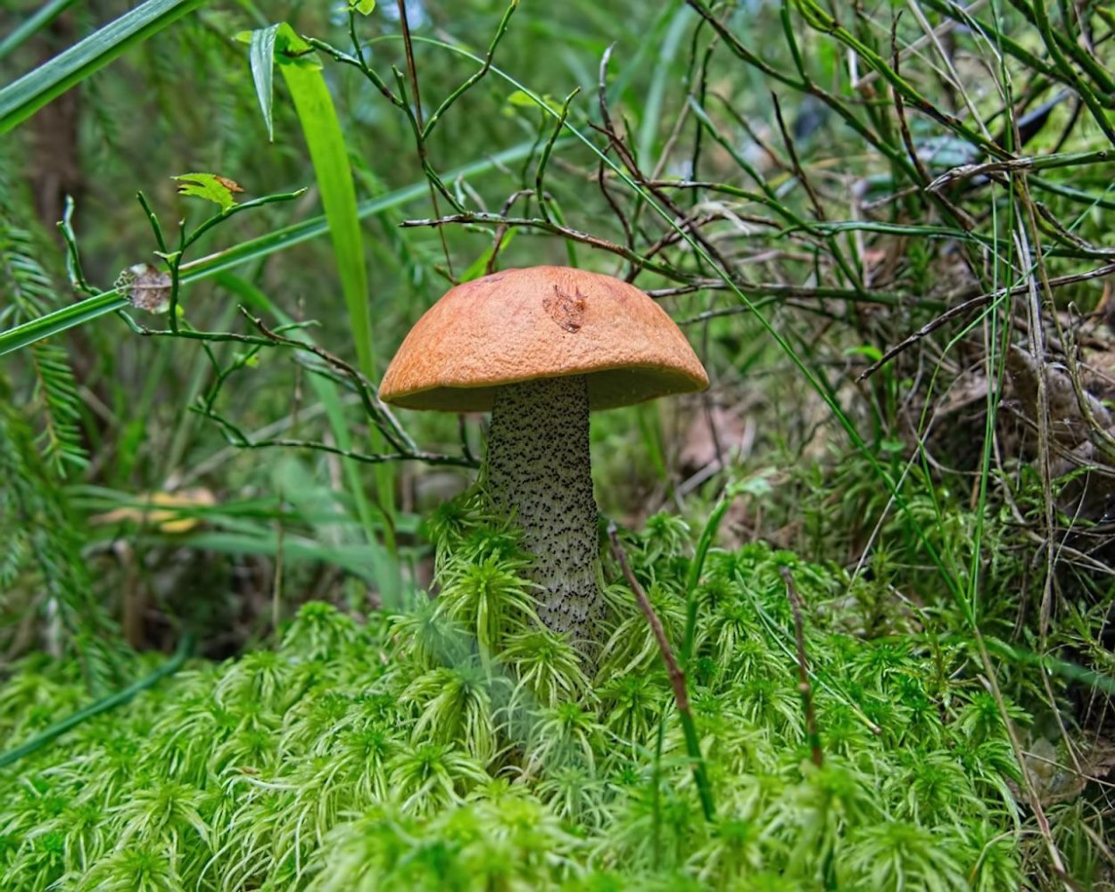 Грибы моховик подберезовик