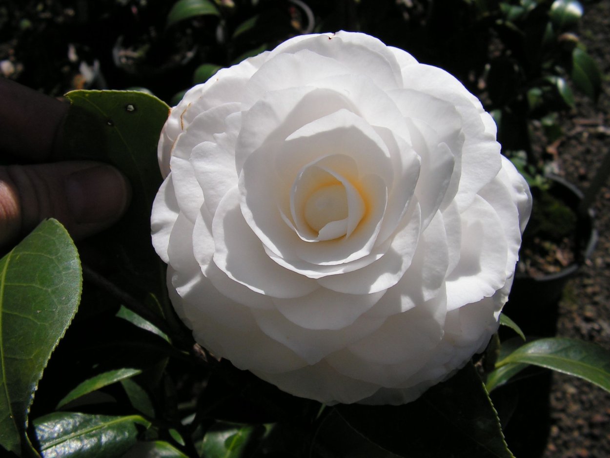 Камелия японская нуччос Перл