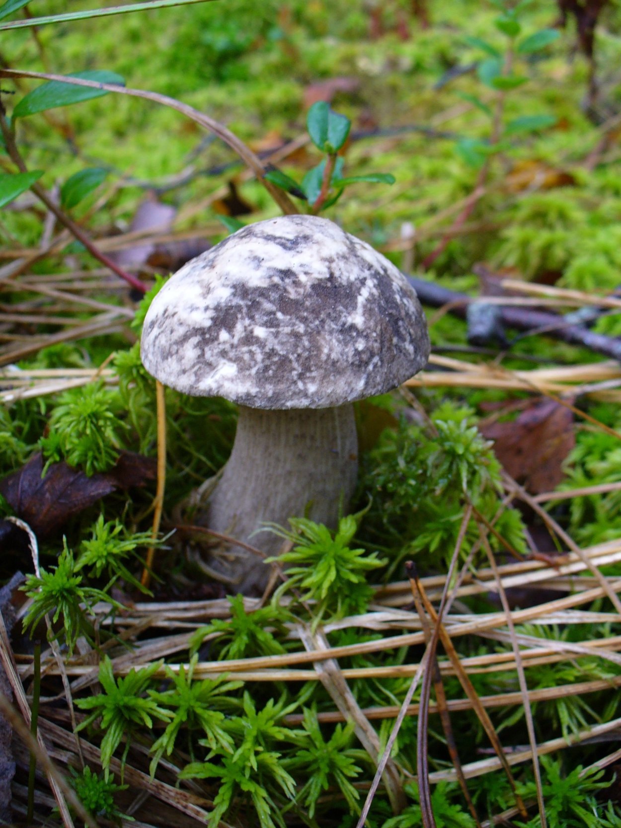 Береза и подберезовик