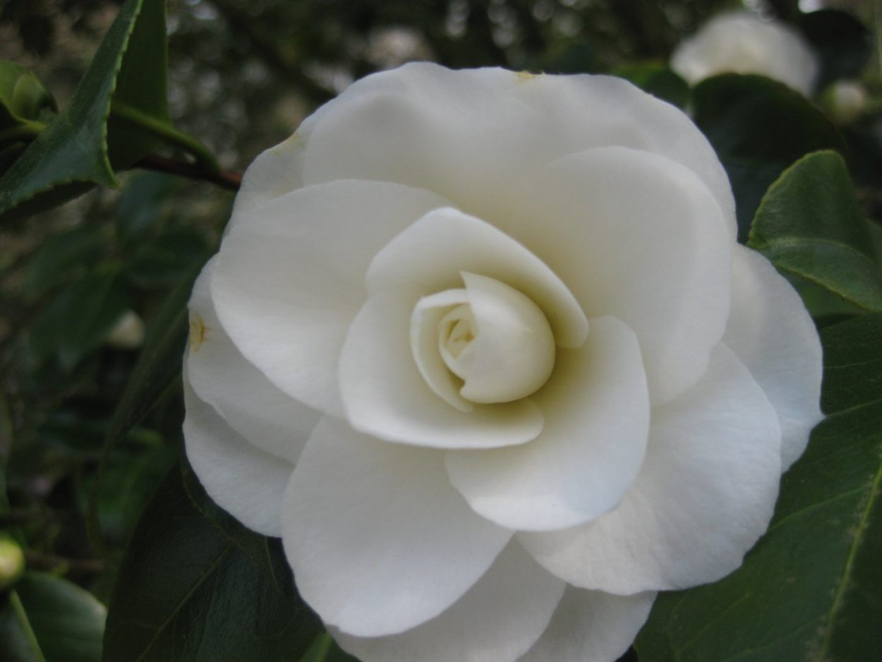 Камелия Японика Вильям