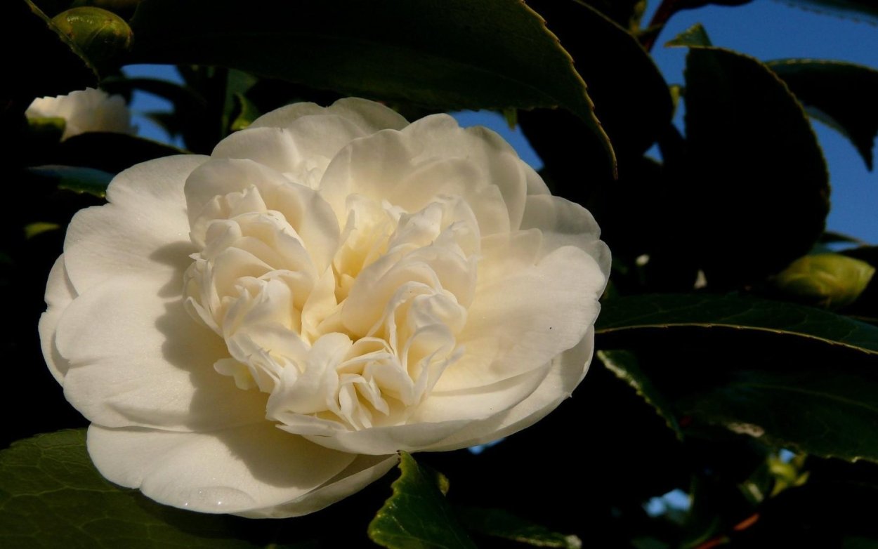 Камелия hd7633