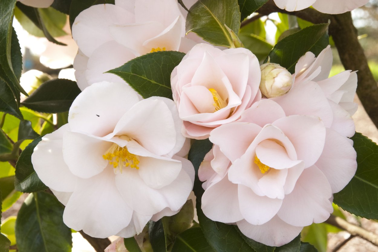 «Hagoromo» Камелия