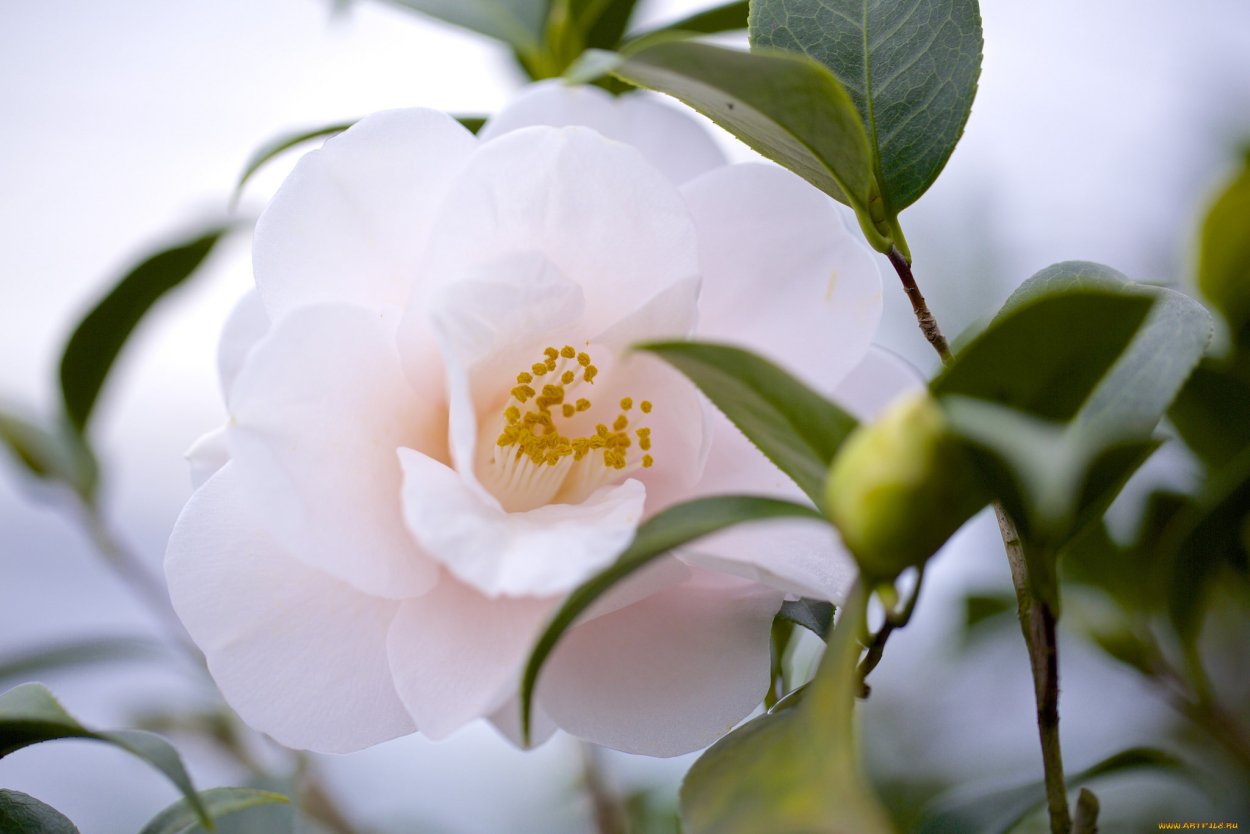 Камелия строение