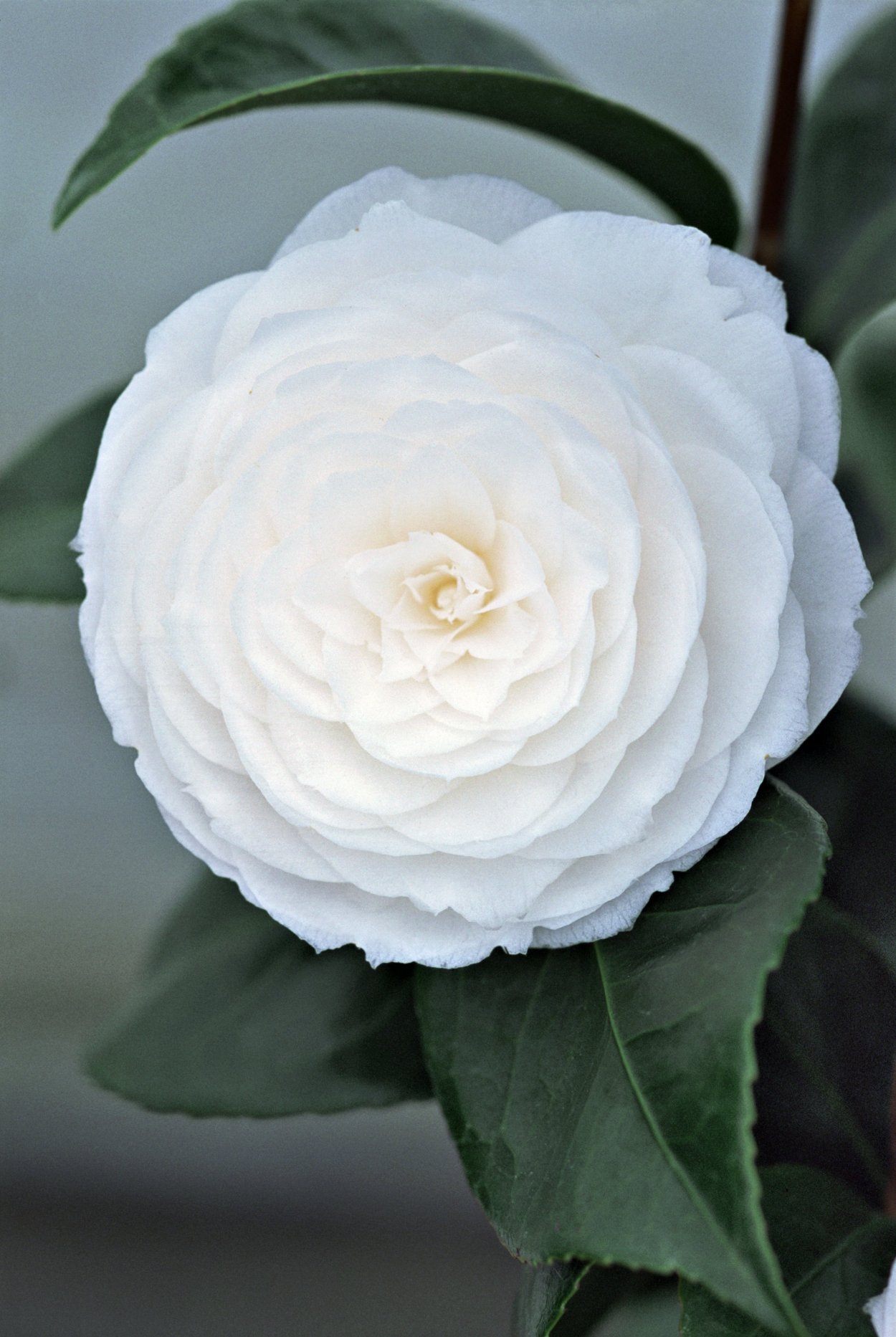 Камелия сасанква белая