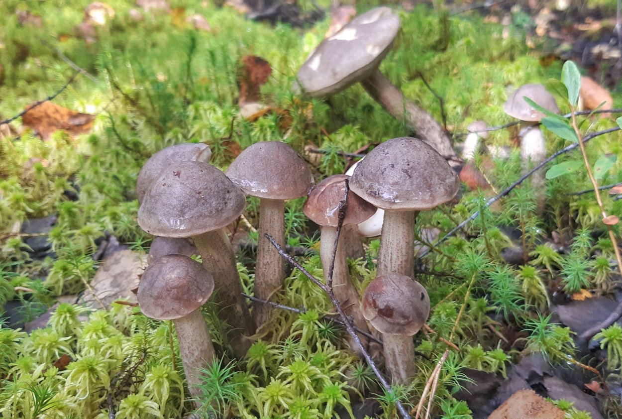 Подберёзовик чёрный, черноголовик