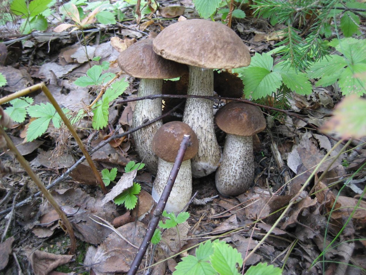 Подберезовик обабок