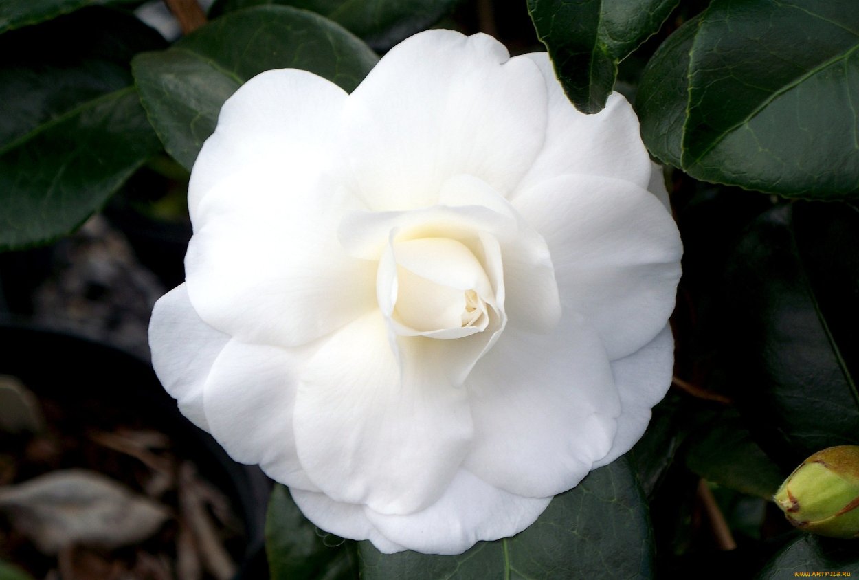 Камелия японская белая