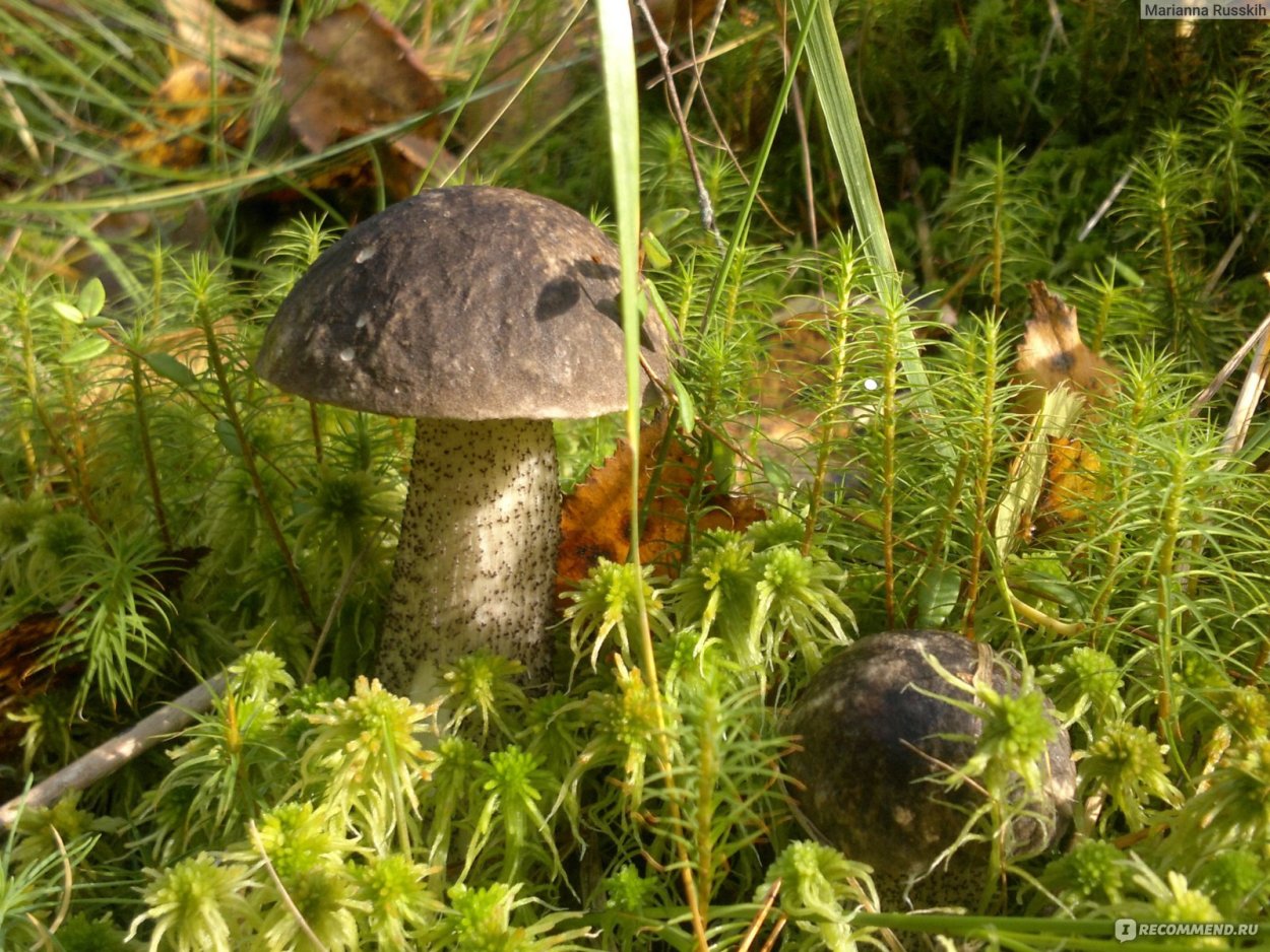 Черноголовики подберёзовики