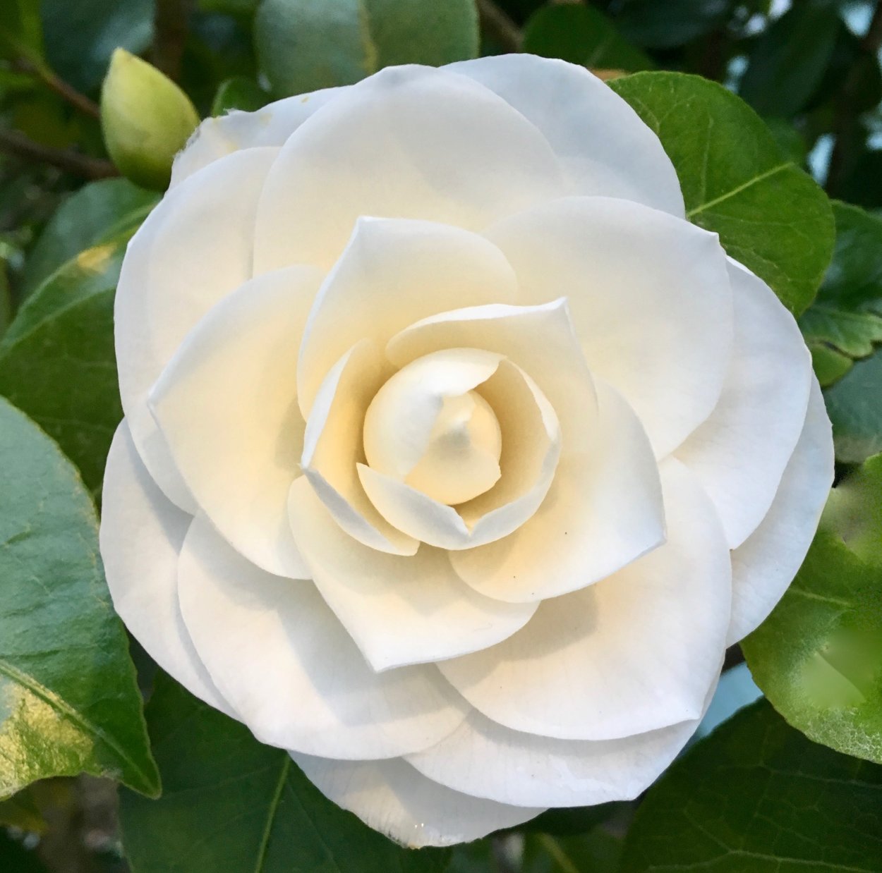 Камелия White