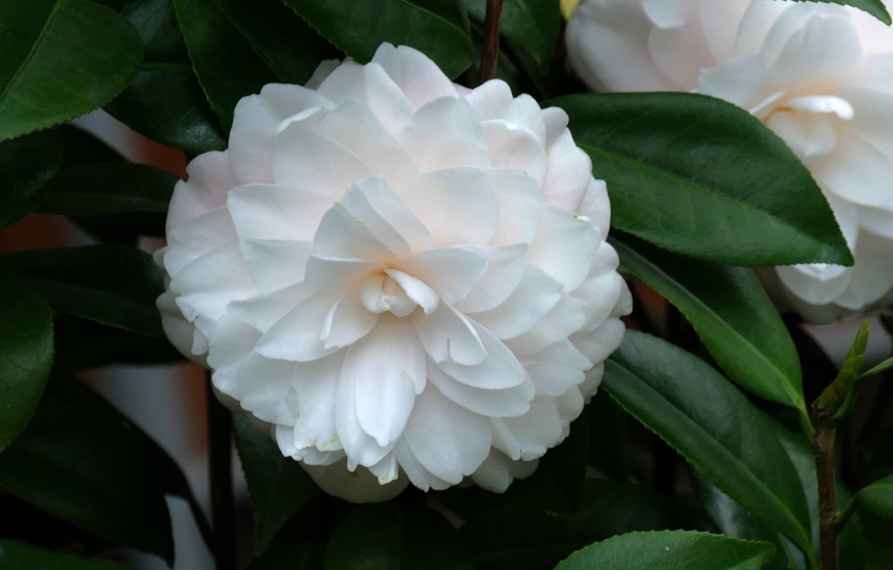 Камелия белая кустовая