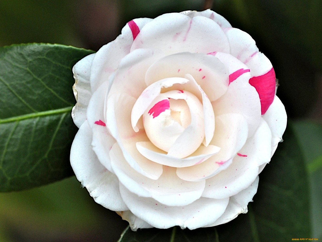 Роза Камелия белая