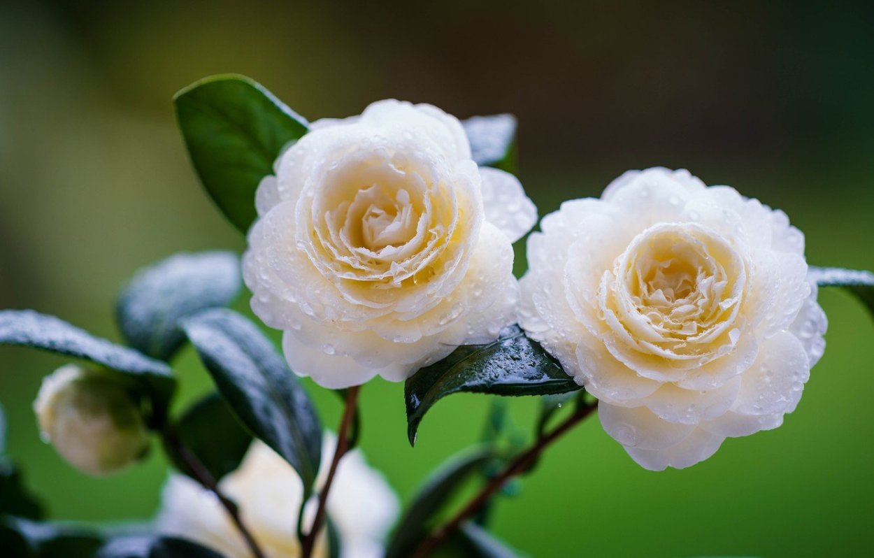 Ромашки цветки Камелия