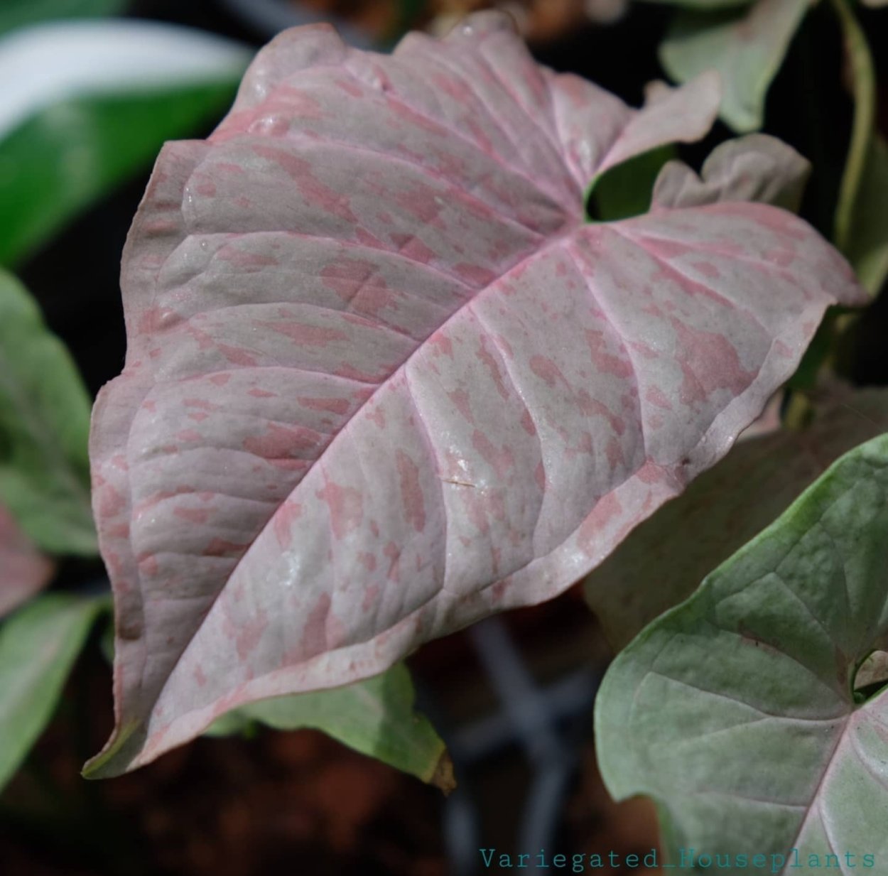 Сингониум Милк конфетти