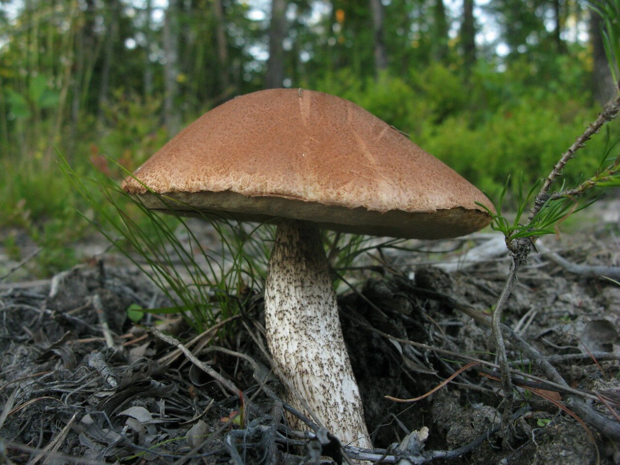 Подберёзовик обыкновенный