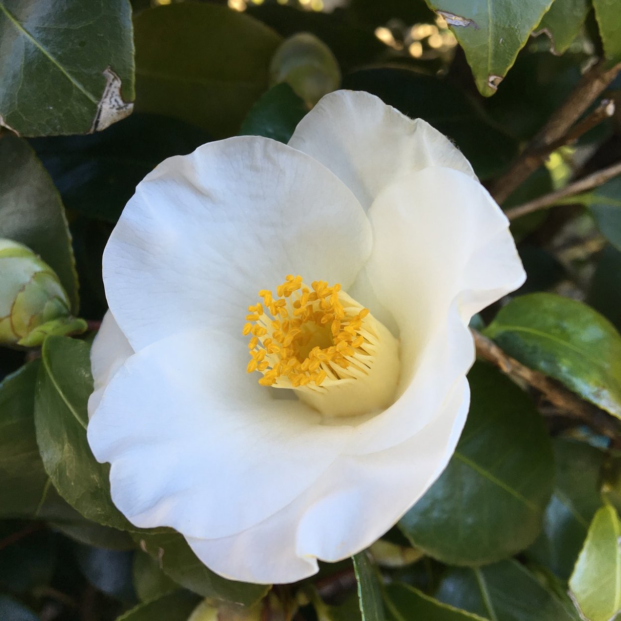 Камелия масличная (Camellia Oleifera)