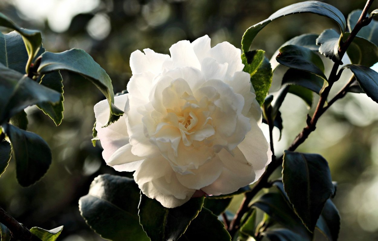 Роза Камелия