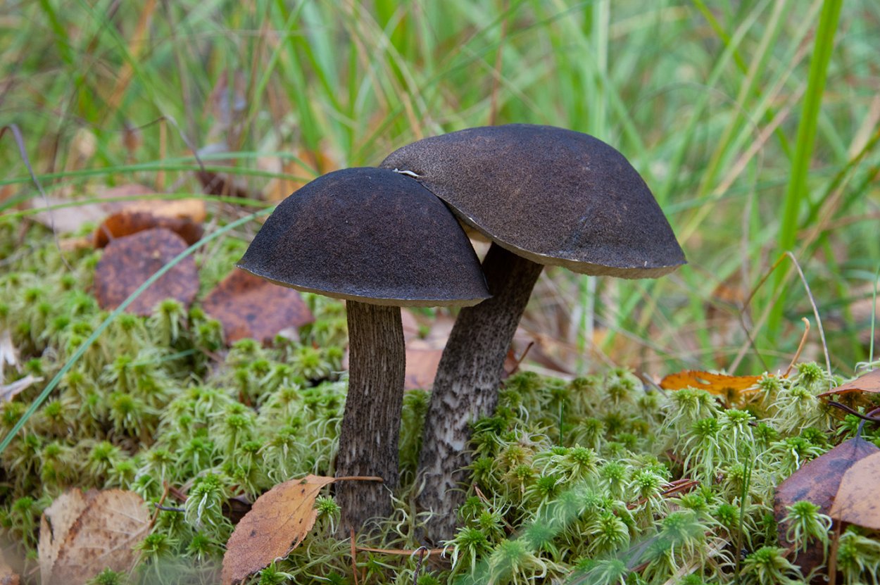 Гриб обабок