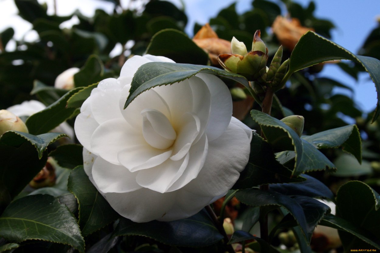 Букет белых камелий