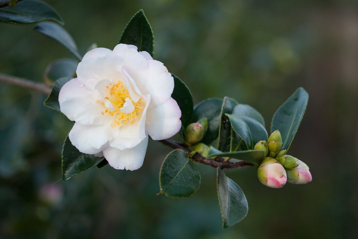 Камелия сасанква Горная