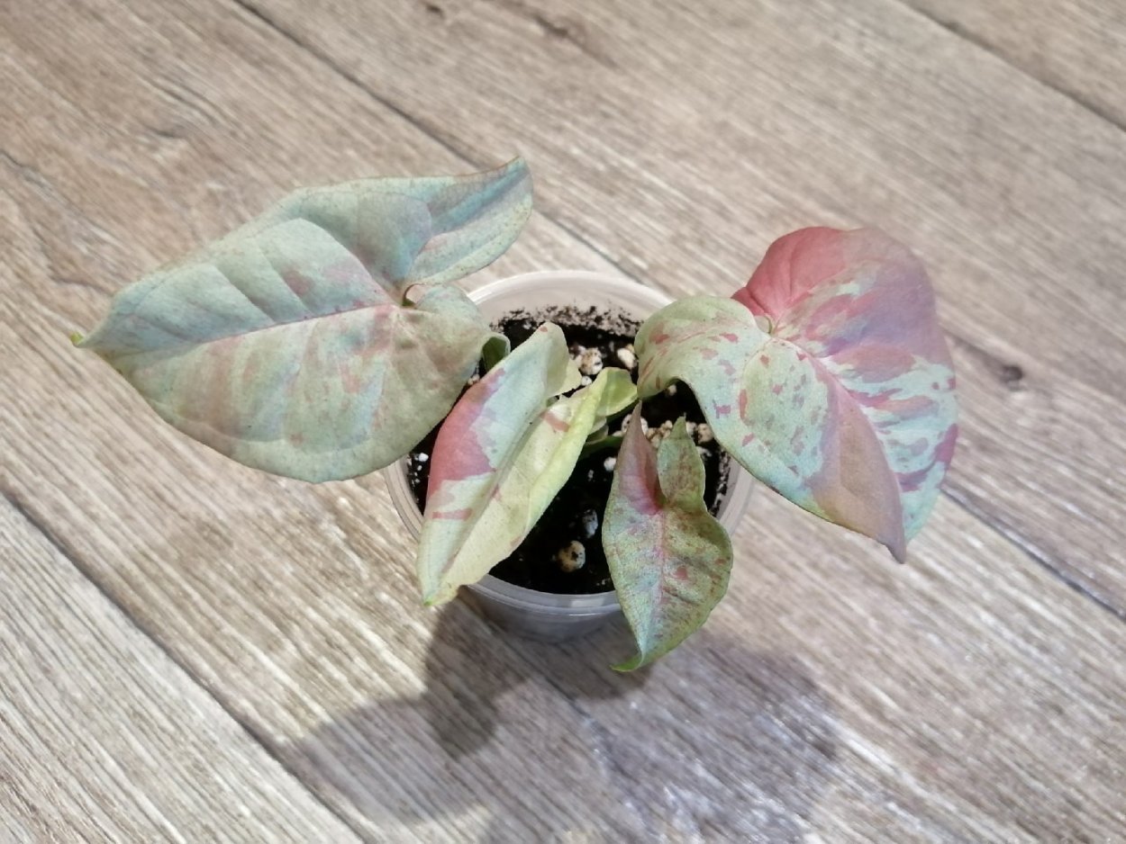 Сингониум Милк конфетти