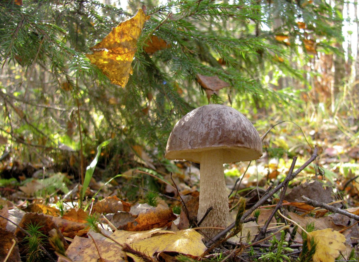 Грибы подберезовики Омск