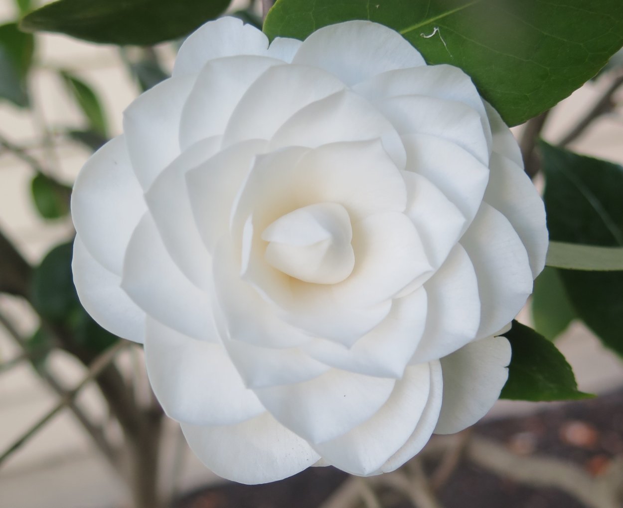 Камелия японская White