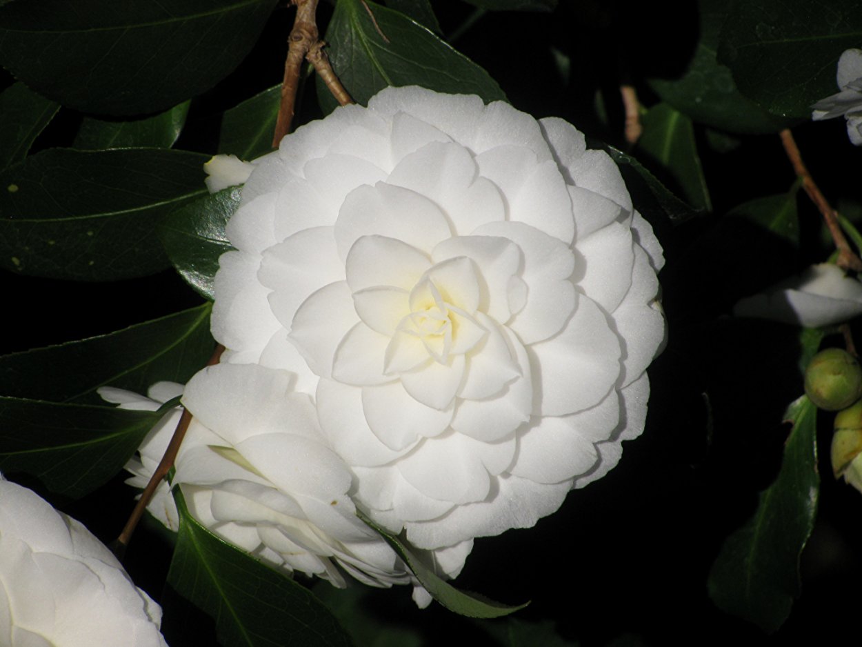 Камелия японская White