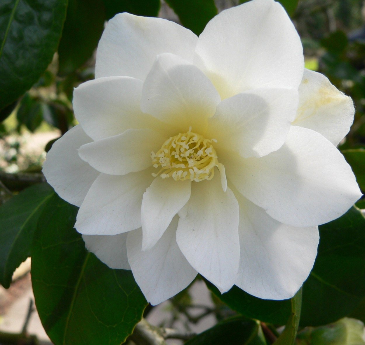 Камелия Бономиана