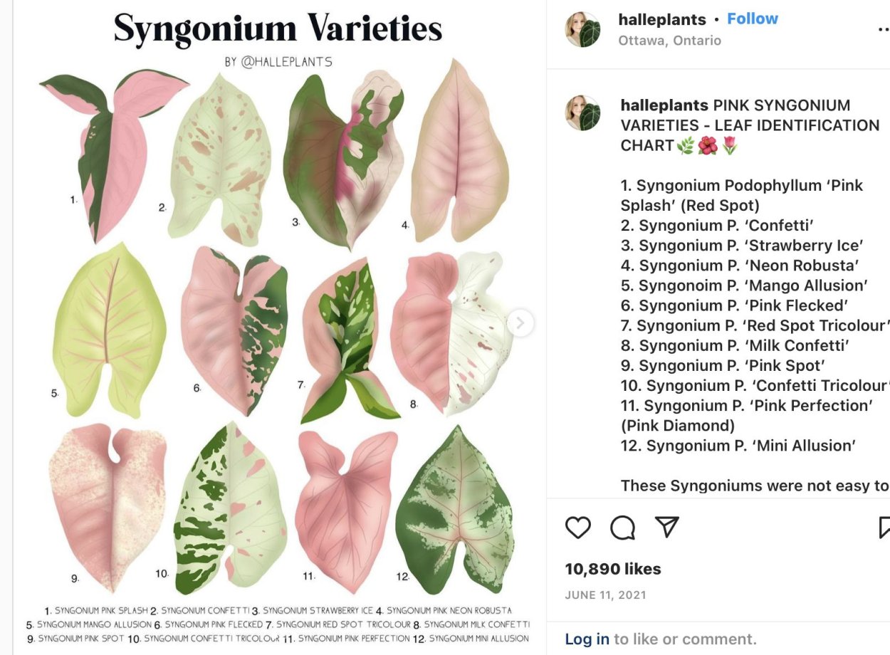 Сингониум Confetti Tricolor