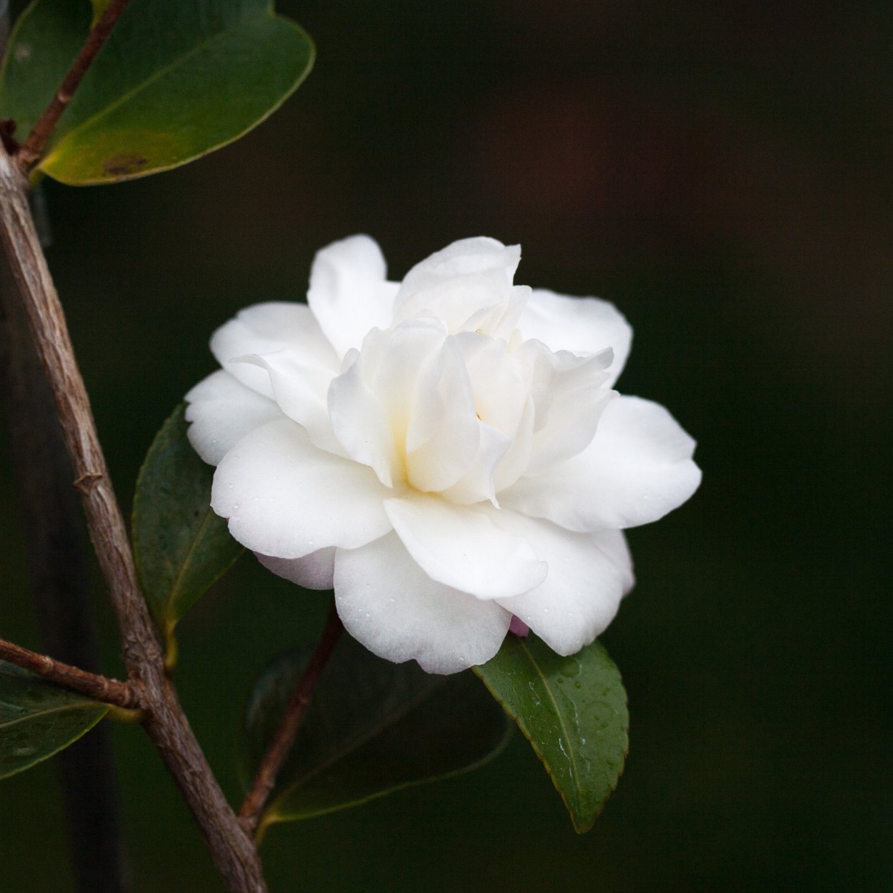 Камелия белая куст