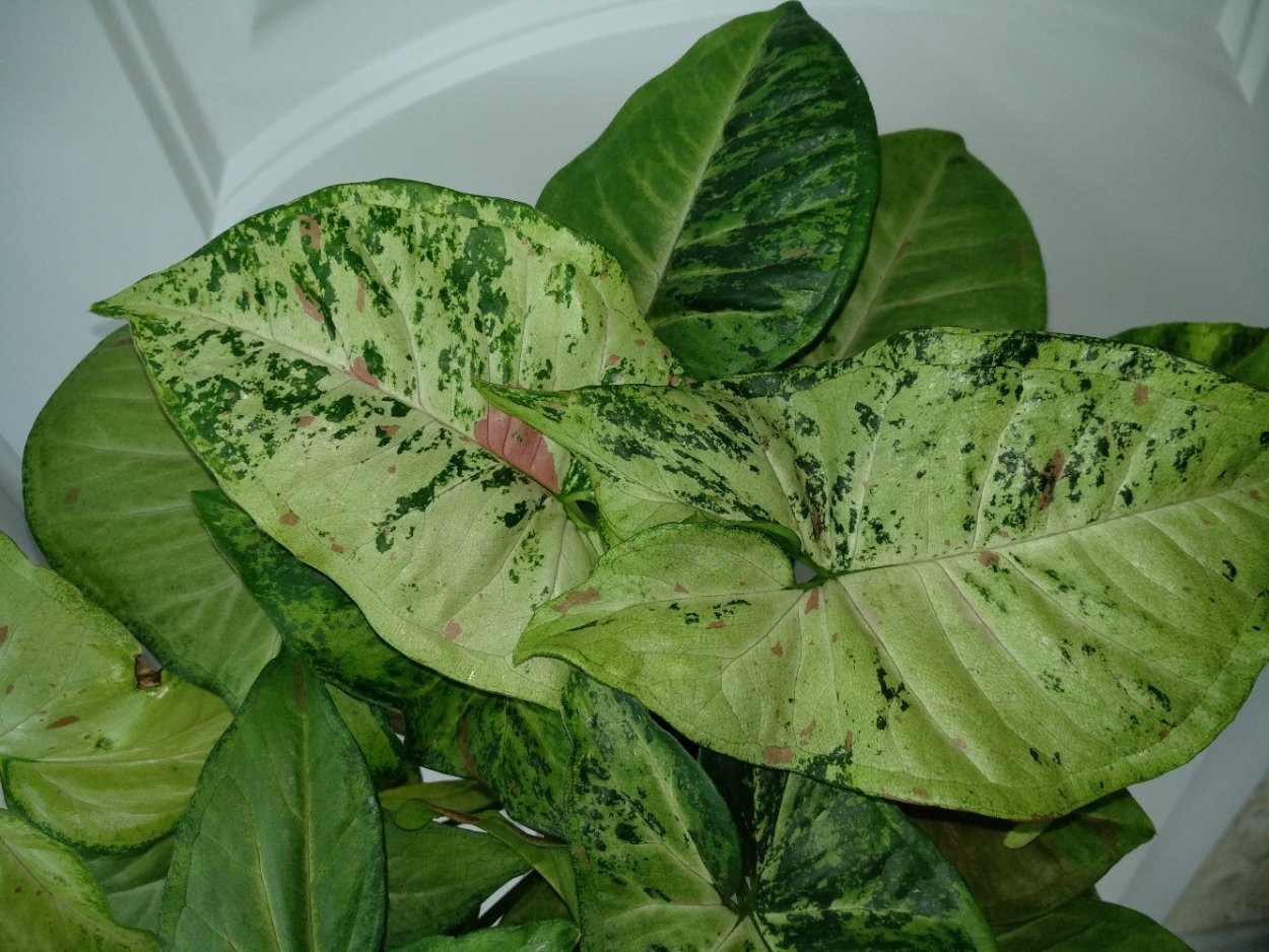 Сингониум карликовый кустовой сорта