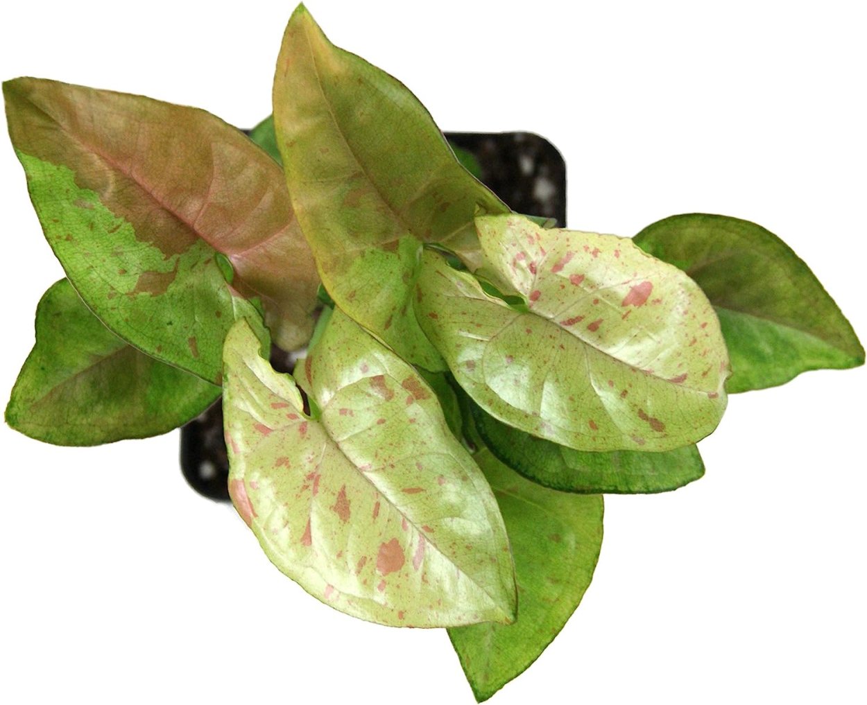 Сингониум Джулия