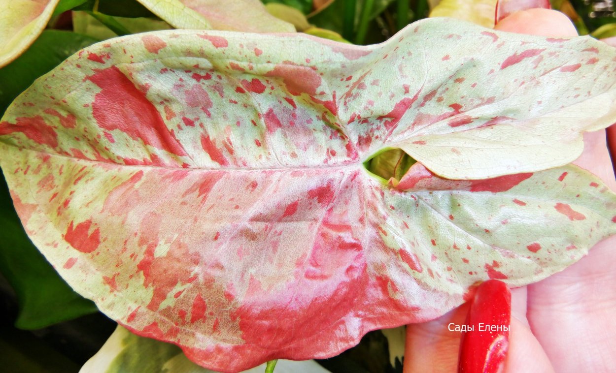 Сингониум конфетти Триколор