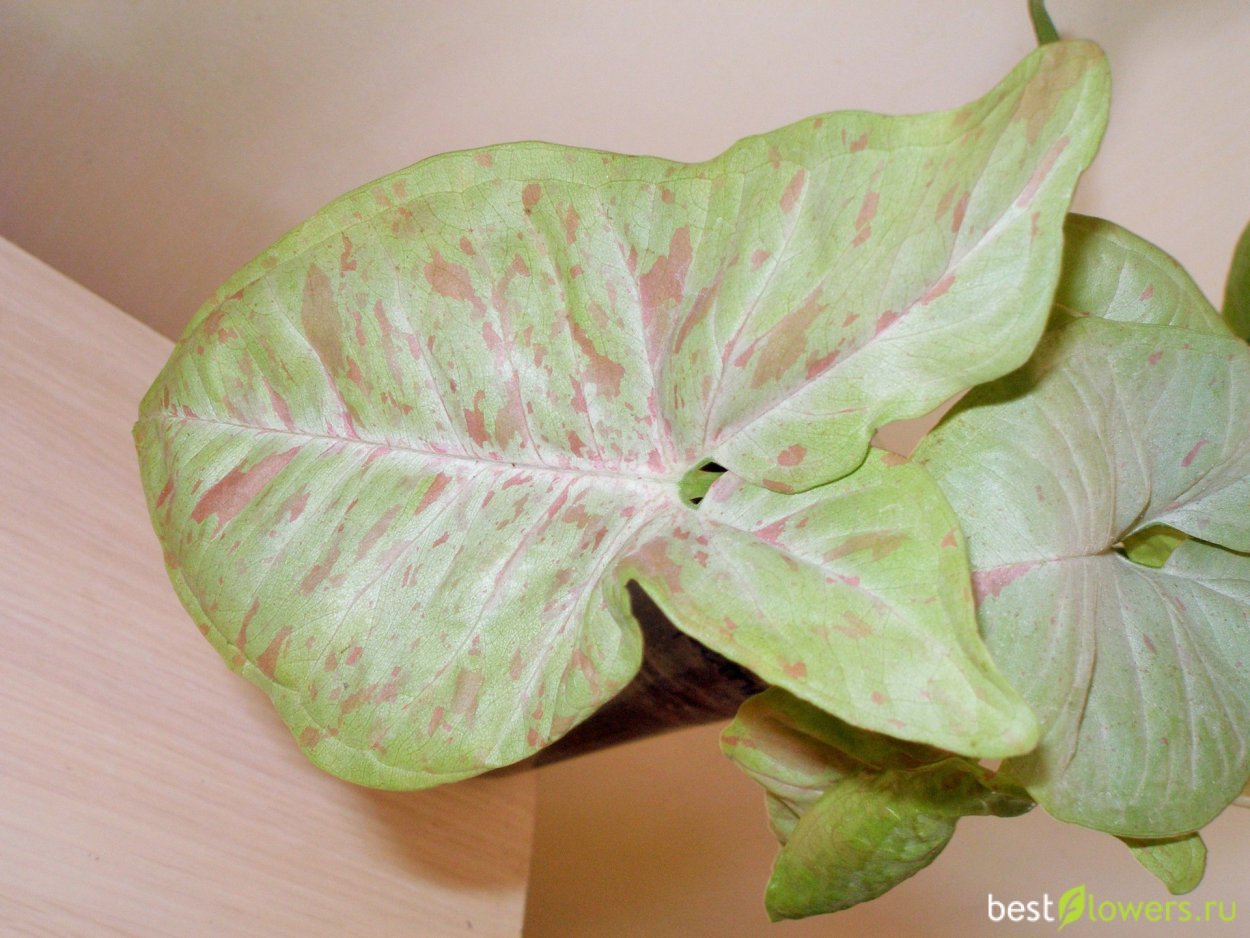 Сингониум Confetti