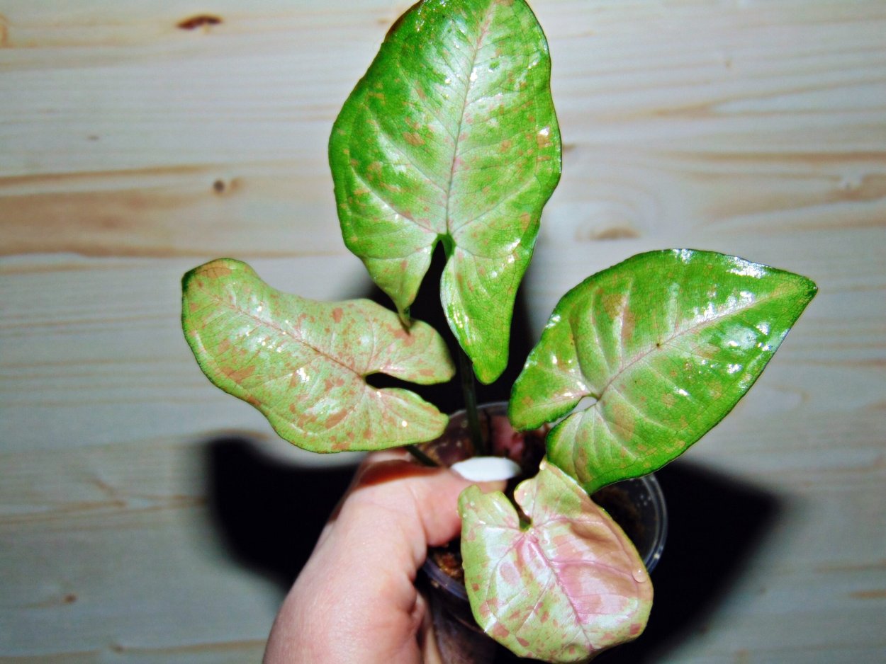 Сингониум Confetti Tricolor