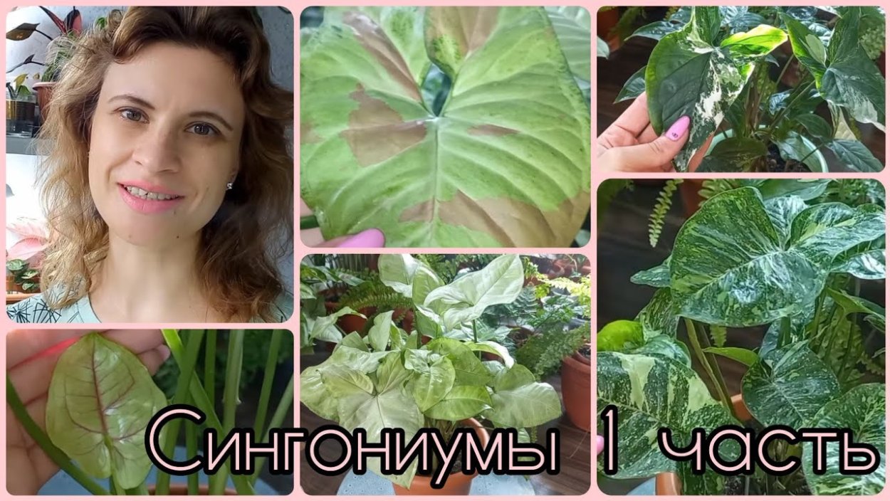 Сингониум Грин Эрроу