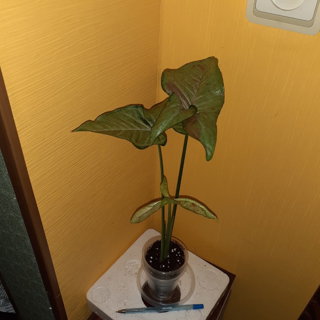 Филодендрон Виолин