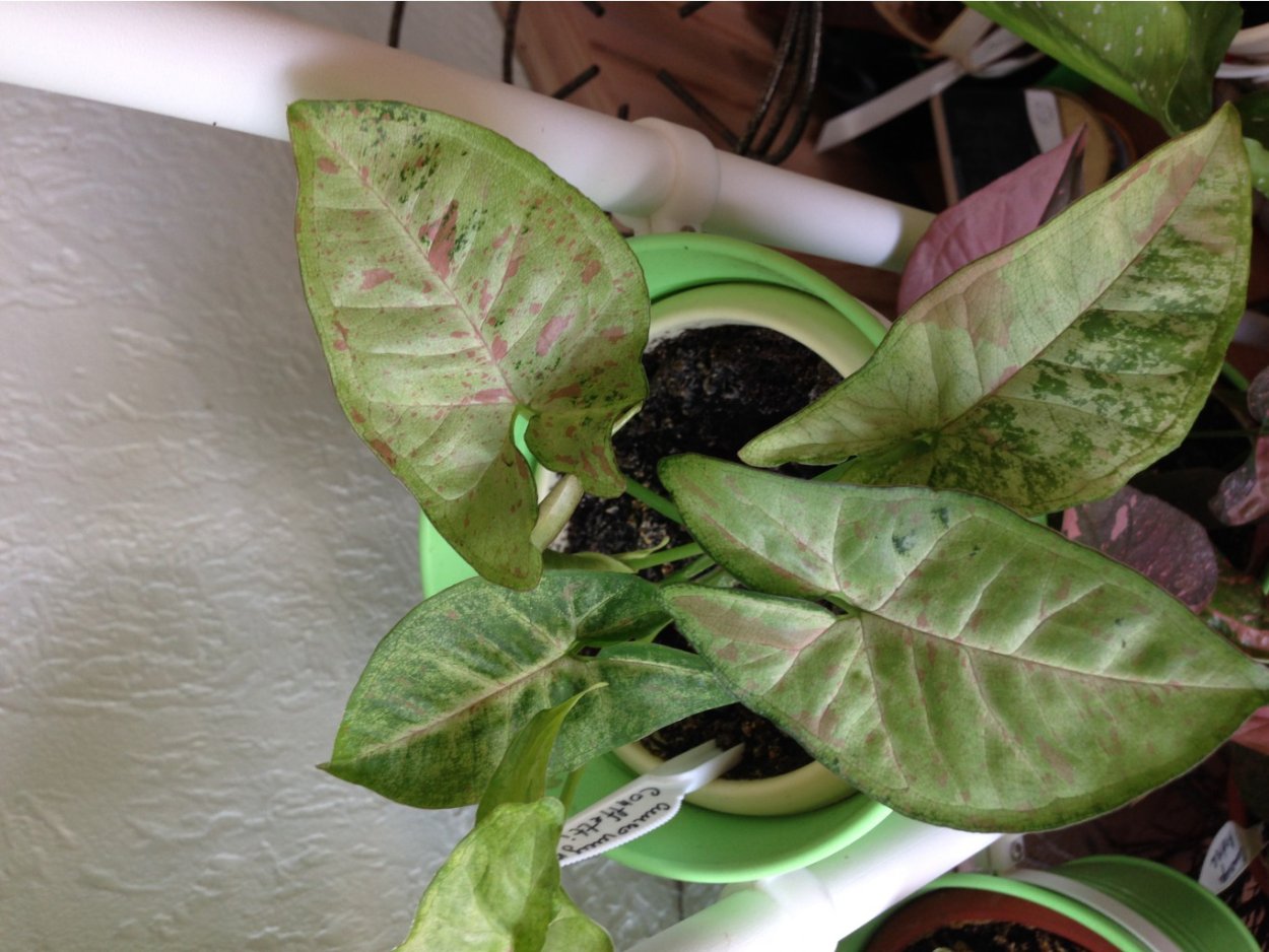 Сингониум ампельный