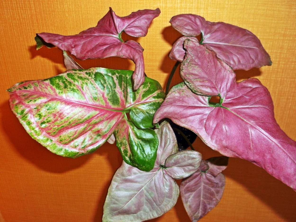 Сингониум Мария