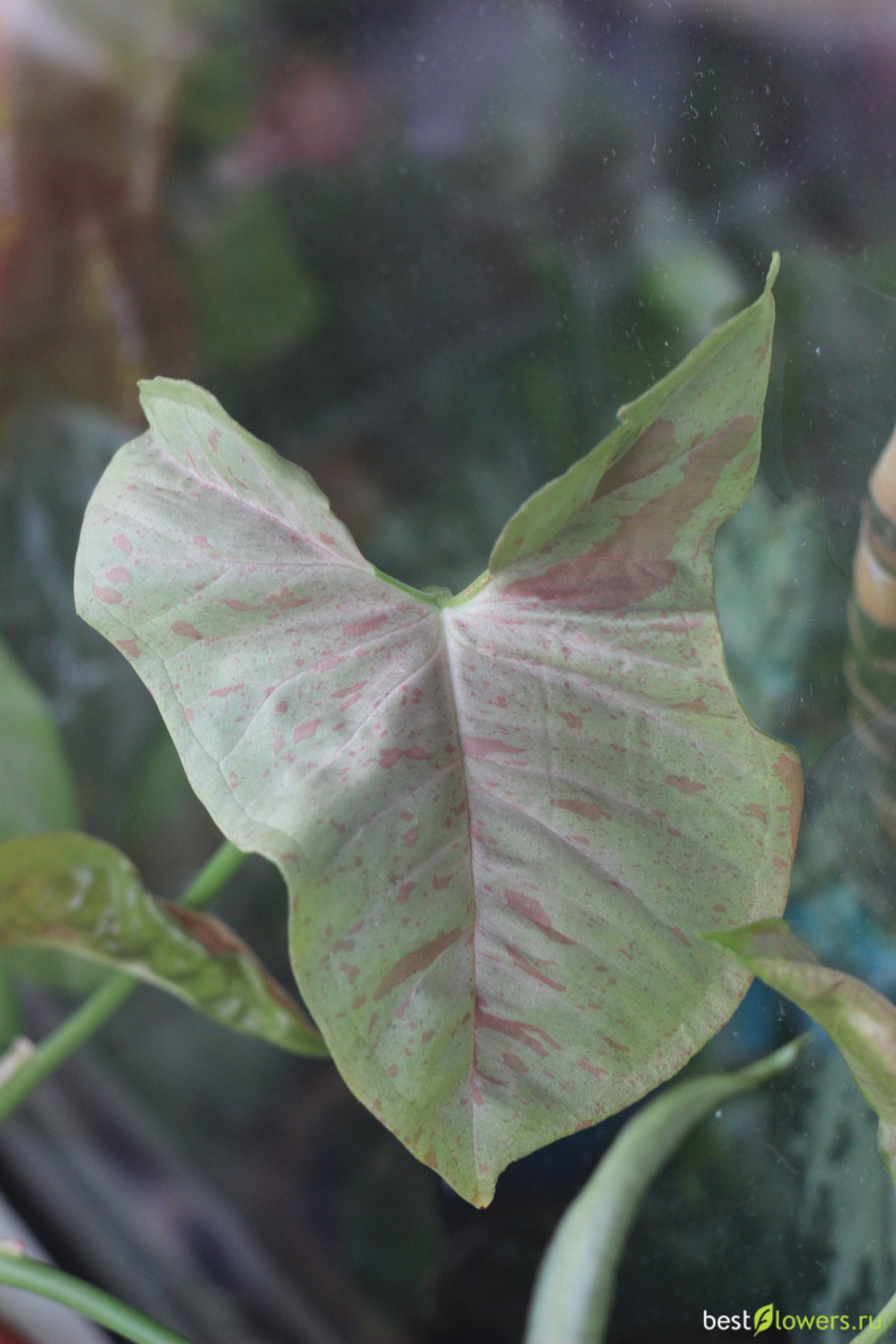 Сингониумы кустовые сорта