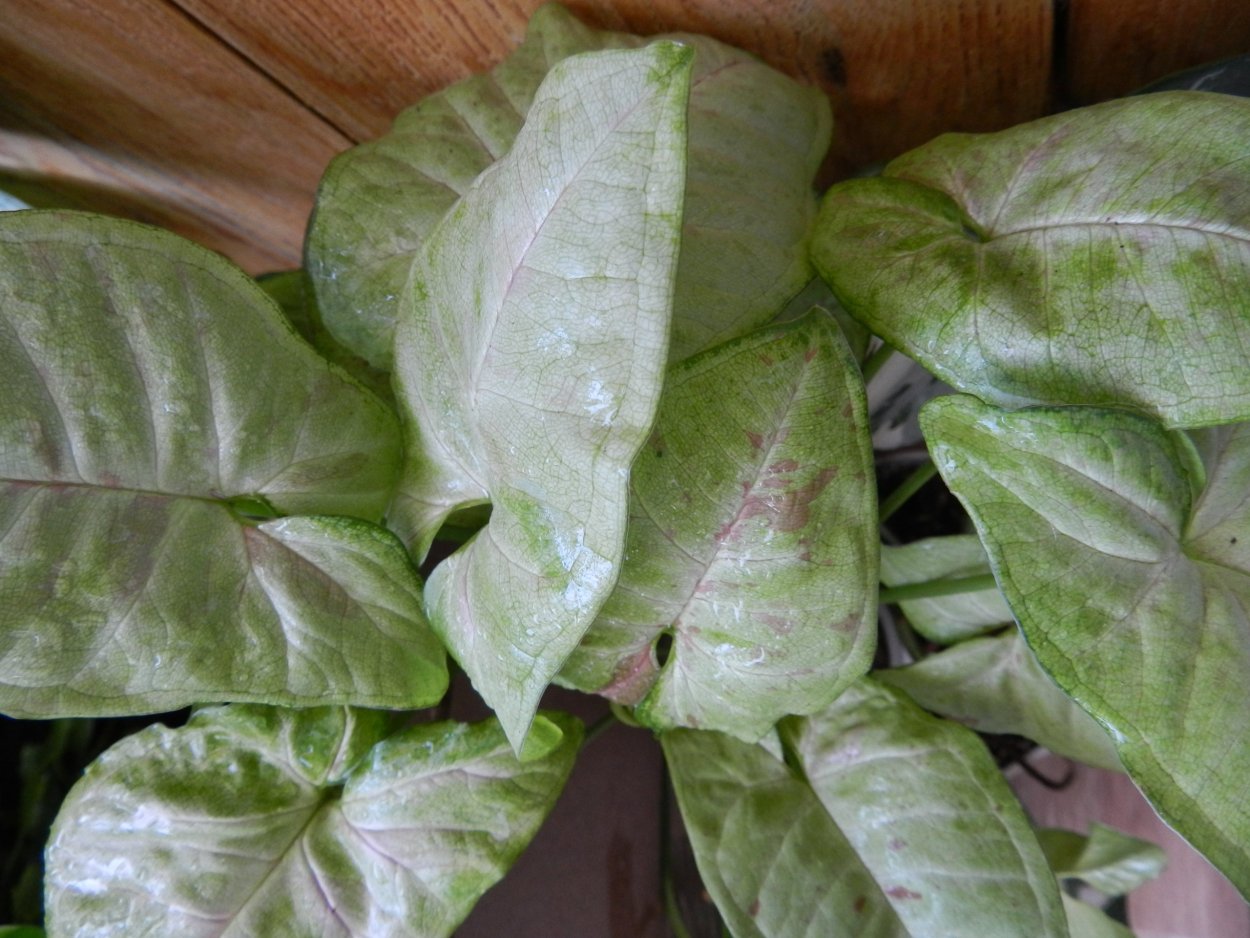 Сингониум конфетти Милк в интерьере