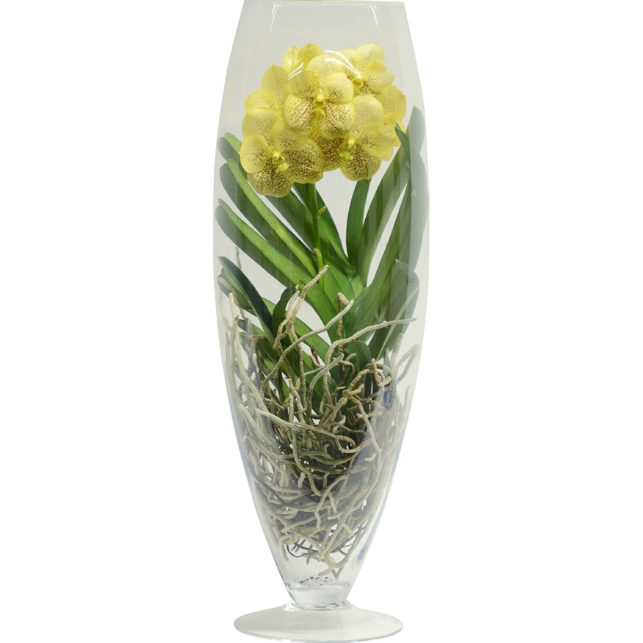 Ванда шампань Орхидея