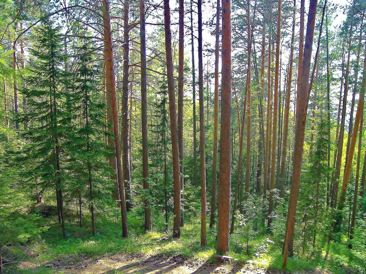 Аткарск Сосновый лес