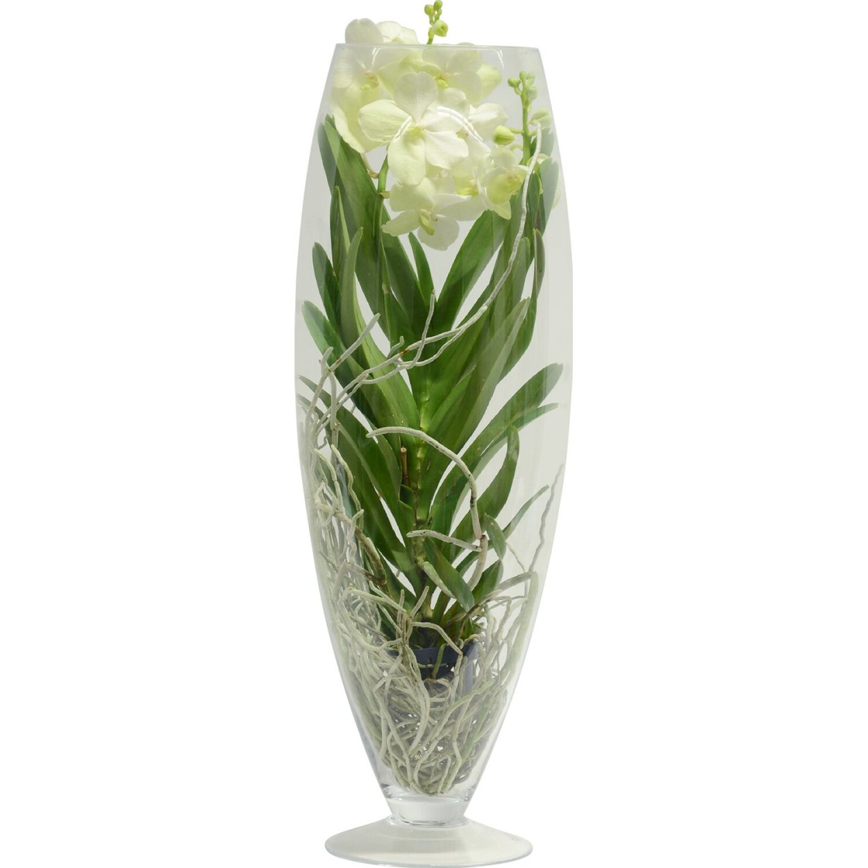 Ванда шампань Орхидея